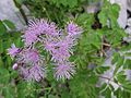 Žluťucha orlíčkovitá (Thalictrum aquilegiifolium)