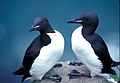 Thick-billed murres in the refuge