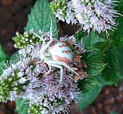 Femelle sur fond multicolore