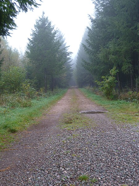 File:Waldweg in Plaine Moehre1992.JPG