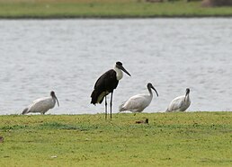 Ciconia episcopus