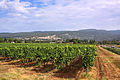 Vinhas aos pés do Montes de Vaucluse