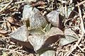 Haworthia magnifica is sometimes considered to be a form of H. mirabilis. It is distinguished by its flowers, but usually has dark, lined, triangular, scabrid leaf-faces.