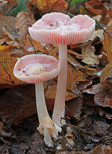 Mycena rosea (Rosy Bonnet)