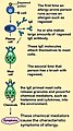 Involvement of mast cells in allergy