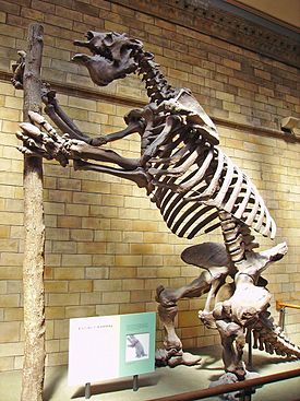 Скелет Megatherium americanum