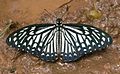 Papilio clytia (Common Mime)