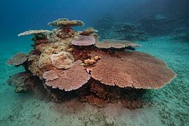 Acropora hyacinthus