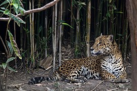 Chapultepec Zoo - Jaguar (01).jpg