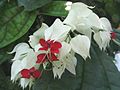 Der Losbaum (Clerodendrum thomsoniae) wird als Zierpflanze verwendet.