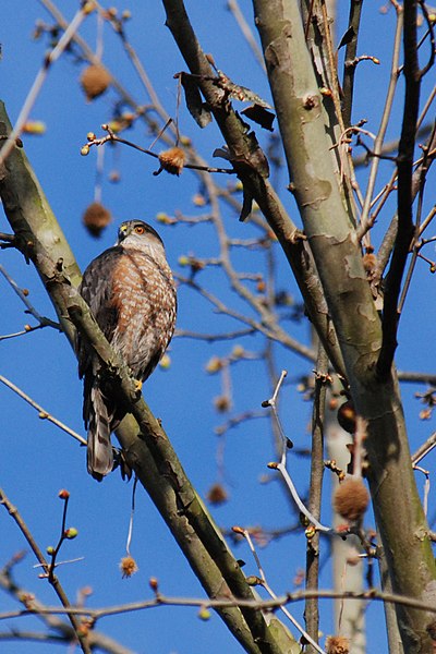 File:Cooper's Hawk.jpg