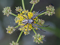 Diguetia canities.