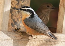 Macho do gabeador canadense (Sitta canadensis), que se recoñece, como outros gabeadores, polo seu píleo e lista ocular de cor negra intensa.[8][22]