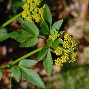 Golden Alexanders Zizia aurea Plant 2000px.JPG