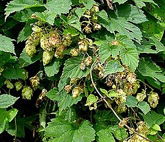 Lupolo (Humulus lupulus)