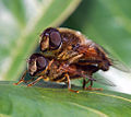 Kopulacja u muchówki z rodzaju Eristalis