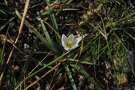 Nothoscordum vittatum