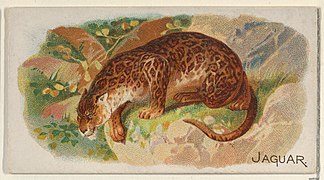 Jaguar, from the Quadrupeds series (N21) for Allen & Ginter Cigarettes MET DP835122.jpg