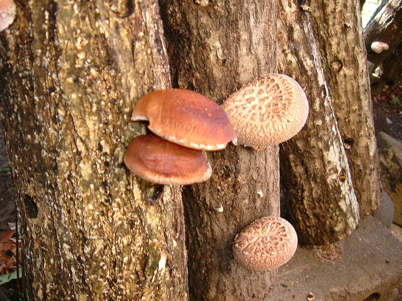 File:Lentinula edodes shiitake.JPG