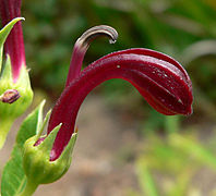 Lobelia polyphylla