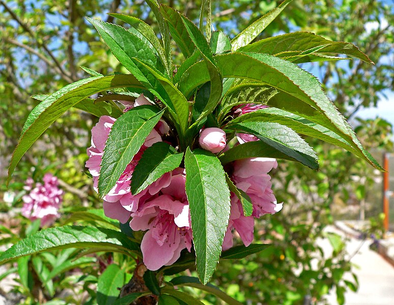 File:Prunus persica Bonanza 1.jpg