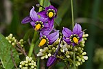 Bitterzoet (Solanum dulcamara)