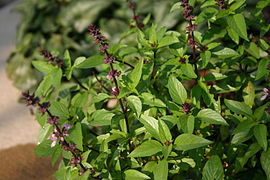 Thai basil with flowers.jpg