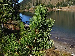 Foliage, Mount Rainier National Park