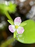 Mayaca fluviatilis flower