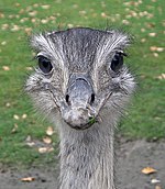 Nandu (Rhea americana)