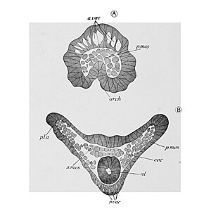 Brokkelster gastrula p.mes: primair mesenchym, s.mes: secundair mesenchym