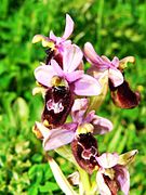 Ophrys × inzengae