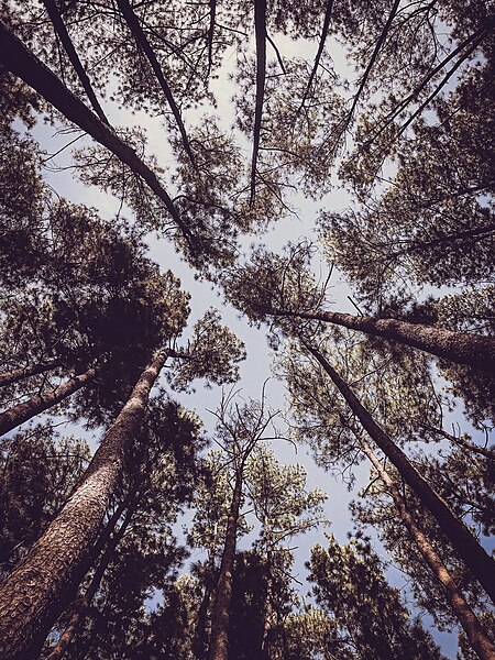 File:Beautiful Trees of WildLife Park Jos, Nigeria.jpg