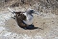 Blue-footed Booby with an egg and a hatchling.