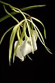 Brassavola nodosa