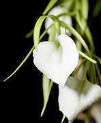 Brassavola nodosa