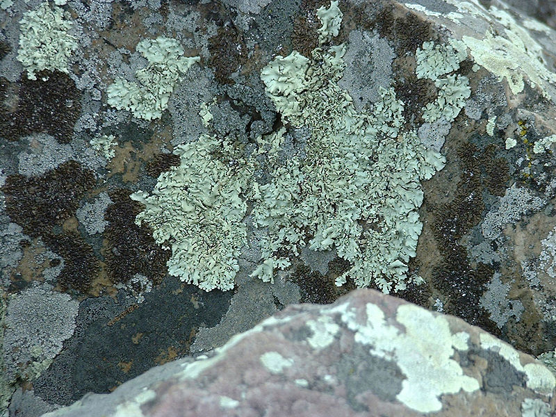 File:Custer lichen.jpg