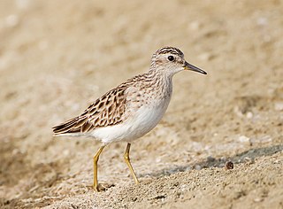 Long-toed Stint