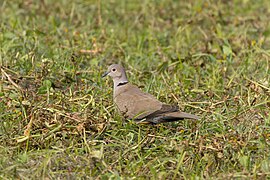 Eurasian collared dove 02.jpg