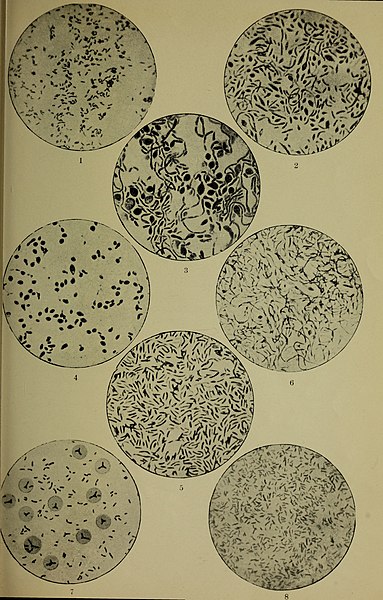 File:Eesti Looduseuurijate Seltsi aastaraamat (1912) (20558269574).jpg