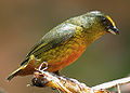 Olive-backed auphonia