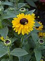 * Nomination: Common Marigold flowers, buds and leaves -- Alvesgaspar 12:15, 18 August 2013 (UTC) * * Review needed