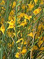 Ginestra dell'Etna Genista aetnensis