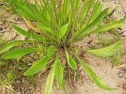 lijn-lancetvormige blad van smalle weegbree (Plantago lanceolata)