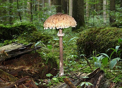 Macrolepiota procera (Parasol Mushroom)