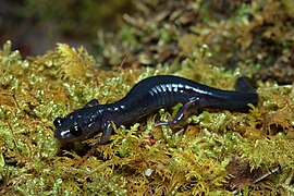 Plethodon shermani Stanton 6.jpg