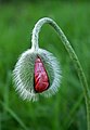 A poppy bud opening.