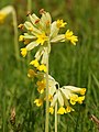 3112 Råde marianøkleblom Primula veris