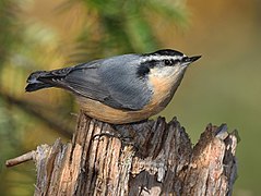 Sittelle à poitrine rousse (S. canadensis)