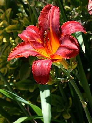 A flower from the genus Hemerocallis. This species is commonly called Little Business.